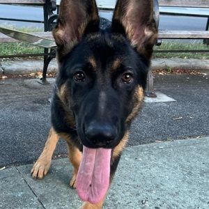 Meet your Posher, Martha